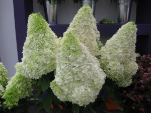 Hortensja bukietowa Moonlight Hydrangea c3 zdjęcie 1