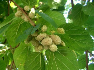 Morwa biała (Morus alba) drzewa i krzewy owocowe zdjęcie 1