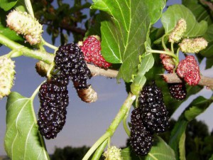 Morwa czarna (Morus nigra) sadzonka zdjęcie 1