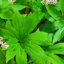 Mukdenia Rossa Karasuba  (Aceriphyllum rossii)  c2