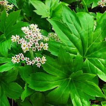 Mukdenia Rossa Karasuba  (Aceriphyllum rossii)  c2