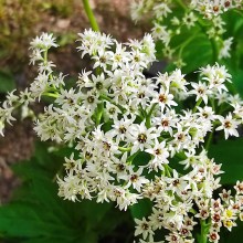 Mukdenia Rossa Karasuba  (Aceriphyllum rossii)  c2