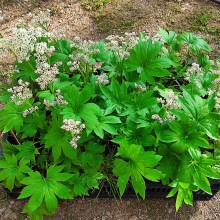 Mukdenia Rossa Karasuba (Aceriphyllum rossii) c2