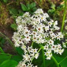 Mukdenia Rossa Karasuba  (Aceriphyllum rossii)  c2