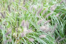 Trawa rozplenica japońska piórkówka (Pennisetum alopecuroides) zdjęcie 2