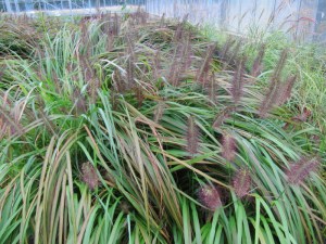 Trawa rozplenica japońska piórkówka (Pennisetum alopecuroides) zdjęcie 3