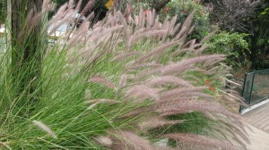 Trawa rozplenica japońska piórkówka (Pennisetum alopecuroides) zdjęcie 4