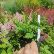 Narecznica mocna (Dryopteris affinis) paproć Crispa sadzonka