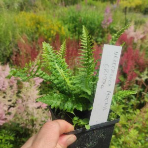  Narecznica mocna (Dryopteris affinis) paproć Crispa 