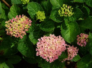 Hortensja ogrodowa (Hydrangea) Revolution c3 zdjęcie 7