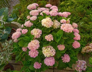 Hortensja ogrodowa (Hydrangea) Revolution c3 zdjęcie 8