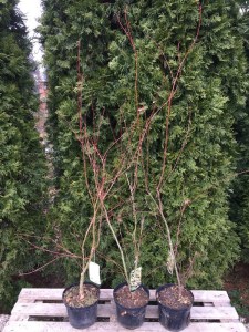 'Klon palmowy (Acer) Katsura c3 zdjęcie sadzonki' Klon palmowy (Acer) Katsura c3 zdjęcie sadzonki