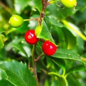 Ostrokrzew Meservy Blue Maid (Ilex meserveae) 80-90 cm c2