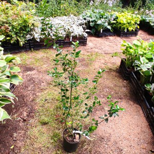 Ostrokrzew Meservy Blue Maid (Ilex meserveae) 80-90 cm c2 - zdjęcie 3