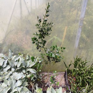 Ostrokrzew Meservy Blue Maid (Ilex meserveae) 80-90 cm c2 - zdjęcie 4