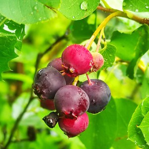 Owoce Świdośliwy - 1