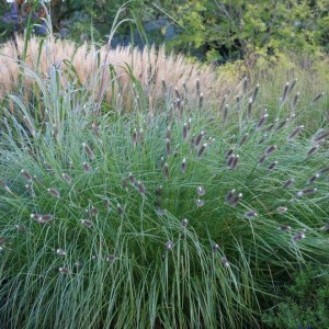Trawa rozplenica japońska piórkówka (Pennisetum) Magic zdjęcie 5
