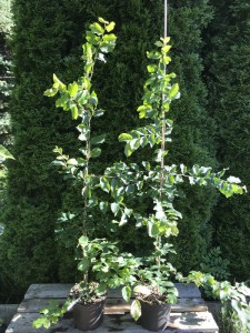 Parocja perska (Parrotia persica) c5 sadzonka zdjęcie sadzonki