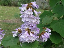paulownia___cesa_4c4206f5287f8.jpg