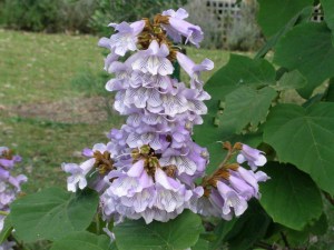 paulownia___cesa_4c7423cb22163.jpg