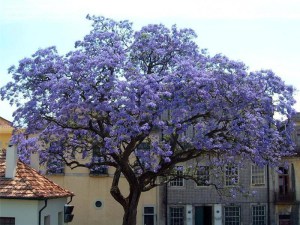Paulownia puszysta (Paulownia tomentosa) cesarskie drzewko szczęścia zdjęcie 1