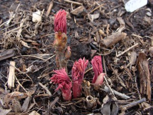 Piwonia drzewiasta (Paeonia suffruticosa) odm. chińska żółta zdjęcie 7