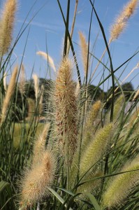 Trawa rozplenica japońska piórkówka (Pennisetum) Lady U zdjęcie 3