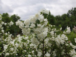 Jaśminowiec (Philadelphus) Snowbelle c2 krzewy ozdobne kwitnące wiosną zdjęcie 2