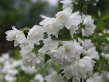Jaśminowiec (Philadelphus) Snowbelle c2 krzewy kwitnące na biało zdjęcie 3