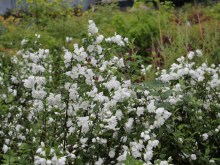 Jaśminowiec (Philadelphus) Snowbelle c2 krzewy ozdobne kwitnące latem zdjęcie 4