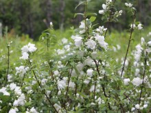 Jaśminowiec (Philadelphus) Snowbelle c2 krzewy liściaste kwitnące zdjęcie 6
