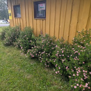 Pięciornik krzewiasty (Potentilla fruticosa) True Pink c2 30-40cm - zdjęcie 2