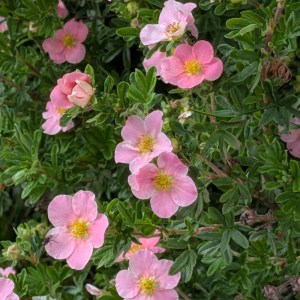 Pięciornik krzewiasty (Potentilla fruticosa) True Pink c2 30-40cm - zdjęcie 3