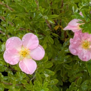 Pięciornik krzewiasty (Potentilla fruticosa) True Pink c2 30-40cm - zdjęcie 4