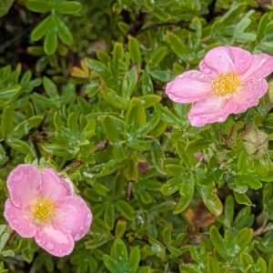 Pięciornik krzewiasty (Potentilla fruticosa) True Pink c2 30-40cm - zdjęcie 5
