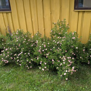 Pięciornik krzewiasty (Potentilla fruticosa) True Pink c2 30-40cm - zdjęcie 6