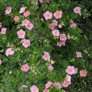Pięciornik krzewiasty (Potentilla fruticosa) True Pink c2 30-40cm - zdjęcie 7