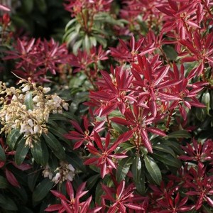 Pieris japoński (Pieris japonica) Red Mill c2 zdjęcie 3