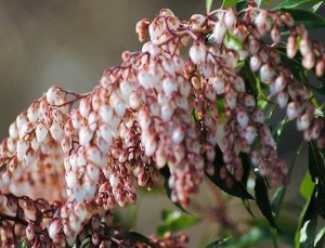 Pieris japoński (Pieris japonica) Red Mill c2 zdjęcie 2