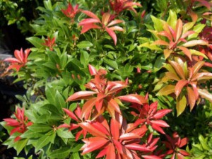 pieris_kwiecisty_542692502f5ef.jpg