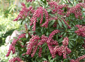 Pieris japoński (Pieris japonica) Passion c2 zdjęcie 3
