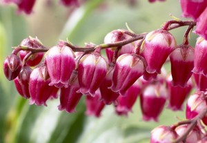 Pieris japoński (Pieris japonica) Passion c2 zdjęcie 4