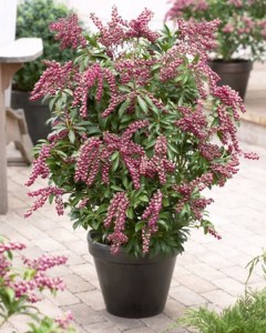 Pieris japoński (Pieris japonica) Passion c2 zdjęcie 5