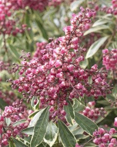 Pieris japoński (Pieris japonica) Polar Passion c2 zdjęcie 2