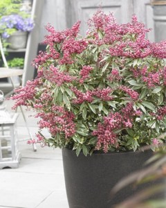 Pieris japoński (Pieris japonica) Polar Passion c2 zdjęcie 4