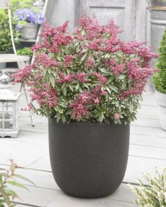 Pieris japoński (Pieris japonica) Polar Passion c2 zdjęcie 3