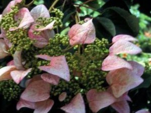 Przywarka japońska ( Schizophragma) Rosea - pnącze do cienia zdjęcie 1