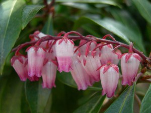 r____owy_pieris__4e099601917ab.jpg