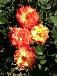 Róża pnąca Redova żółto-pomarańczowa c4 zdjęcie 4