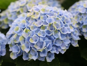 Hortensja ogrodowa (Hydrangea) Revolution c3 zdjęcie 3